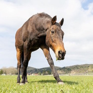 ※画像は認定NPO法人引退馬協会より引用。5月9日に撮影されたナイスネイチャ。