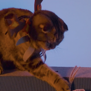 画像は「プレイステーション公式(@PlayStation_jp)」からのスクリーンショット。