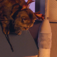 画像は「プレイステーション公式(@PlayStation_jp)」からのスクリーンショット。