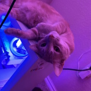 ※画像はRedditより引用。