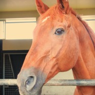 ※画像は「ダーレー・ジャパン」公式Xより引用。