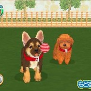 かわいい子犬DS3