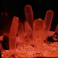 『あつ森』に登場する35種以上のサカナや海の幸を展示！「いおワールドかごしま水族館」にてコラボイベントが開催決定