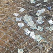 海外ファンの元に届いた「ゴッホピカチュウ」が飼ってたヤギや七面鳥にめちゃくちゃにされる…七面鳥は感謝祭で食卓へ