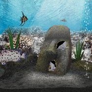 アクアリウムwithクロック