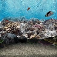 アクアリウムwithクロック