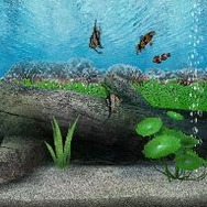 アクアリウムwithクロック