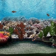 アクアリウムwithクロック