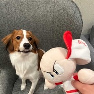 大谷翔平選手の愛犬「デコピン」がパワプロくんをズタボロに…『パワプロ』『プロスピ』アンバサダー就任発表直後にお茶目な投稿