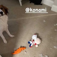 大谷翔平選手の愛犬「デコピン」がパワプロくんをズタボロに…『パワプロ』『プロスピ』アンバサダー就任発表直後にお茶目な投稿