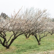 謎解きは足湯の後で！？美少女名探偵が豪華賞品が当たる「ナゾトキクエスト in ぐんま三大梅林」に挑戦