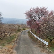 謎解きは足湯の後で！？美少女名探偵が豪華賞品が当たる「ナゾトキクエスト in ぐんま三大梅林」に挑戦