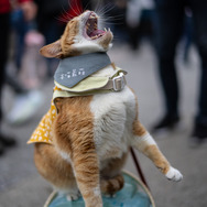 王小橘（Instagram：onekowang）