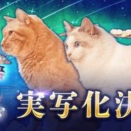 キービジュアルが猫まみれ…『白猫プロジェクト』が10周年を記念して“本物のネコ”で実写化？主演“ネコ”への独占インタビューも【エイプリルフール】