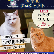 キービジュアルが猫まみれ…『白猫プロジェクト』が10周年を記念して“本物のネコ”で実写化？主演“ネコ”への独占インタビューも【エイプリルフール】