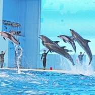 『あつ森』×「横浜・八景島シーパラダイス」が3年ぶりにコラボ！作中のサカナや海の幸がコラボ解説パネルで展示されるほか「つり大会」も