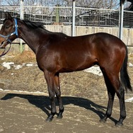 3人で命名した競走馬「ユメドリーム」の姿。（※画像は稲富菜穂さんのXより引用）