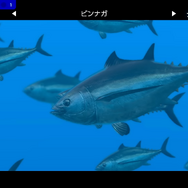 画面いっぱいに広がるのは…巨大なジンベエザメ！『フォーエバーブルー ルミナス』紹介映像&CMが公開―ダイバーに寄り添う海の生物にも注目