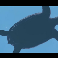 画面いっぱいに広がるのは…巨大なジンベエザメ！『フォーエバーブルー ルミナス』紹介映像&CMが公開―ダイバーに寄り添う海の生物にも注目