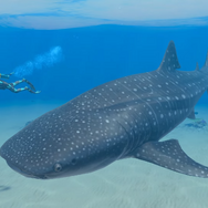 画面いっぱいに広がるのは…巨大なジンベエザメ！『フォーエバーブルー ルミナス』紹介映像&CMが公開―ダイバーに寄り添う海の生物にも注目