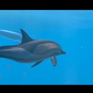 潜る度に違う表情を見せるベールド海…『フォーエバーブルー ルミナス』で海洋生物と触れ合って、一期一会のダイバーと泳ぐ【プレイレポ】