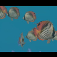 潜る度に違う表情を見せるベールド海…『フォーエバーブルー ルミナス』で海洋生物と触れ合って、一期一会のダイバーと泳ぐ【プレイレポ】