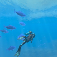 潜る度に違う表情を見せるベールド海…『フォーエバーブルー ルミナス』で海洋生物と触れ合って、一期一会のダイバーと泳ぐ【プレイレポ】