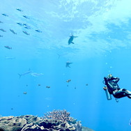 潜る度に違う表情を見せるベールド海…『フォーエバーブルー ルミナス』で海洋生物と触れ合って、一期一会のダイバーと泳ぐ【プレイレポ】