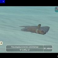 潜る度に違う表情を見せるベールド海…『フォーエバーブルー ルミナス』で海洋生物と触れ合って、一期一会のダイバーと泳ぐ【プレイレポ】