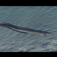 潜る度に違う表情を見せるベールド海…『フォーエバーブルー ルミナス』で海洋生物と触れ合って、一期一会のダイバーと泳ぐ【プレイレポ】