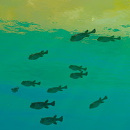 潜る度に違う表情を見せるベールド海…『フォーエバーブルー ルミナス』で海洋生物と触れ合って、一期一会のダイバーと泳ぐ【プレイレポ】