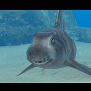 潜る度に違う表情を見せるベールド海…『フォーエバーブルー ルミナス』で海洋生物と触れ合って、一期一会のダイバーと泳ぐ【プレイレポ】