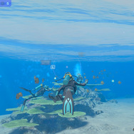 潜る度に違う表情を見せるベールド海…『フォーエバーブルー ルミナス』で海洋生物と触れ合って、一期一会のダイバーと泳ぐ【プレイレポ】