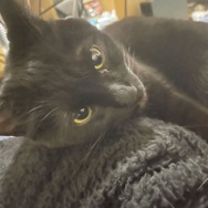 ネコオープンワールド『Little Kitty, Big City』の“ネコ具合”はいかほど？ ネコ好きライターがチェック！【特集】