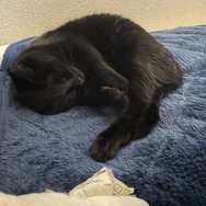 ネコオープンワールド『Little Kitty, Big City』の“ネコ具合”はいかほど？ ネコ好きライターがチェック！【特集】