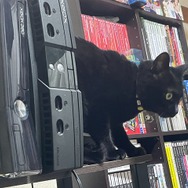 ネコオープンワールド『Little Kitty, Big City』の“ネコ具合”はいかほど？ ネコ好きライターがチェック！【特集】