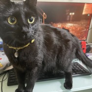 ネコオープンワールド『Little Kitty, Big City』の“ネコ具合”はいかほど？ ネコ好きライターがチェック！【特集】