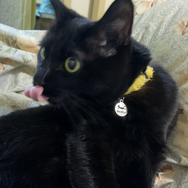 ネコオープンワールド『Little Kitty, Big City』の“ネコ具合”はいかほど？ ネコ好きライターがチェック！【特集】