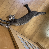 ネコオープンワールド『Little Kitty, Big City』の“ネコ具合”はいかほど？ ネコ好きライターがチェック！【特集】