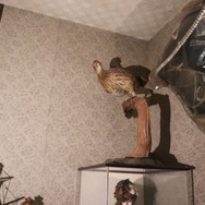 可愛い精霊は実在した！？ オートバトルRPG『エバーソウル』の魅力を伝えるべく、プロジェクトマネージャーとゲームライターで“何か”が現れそうな廃墟を一晩探索してきた