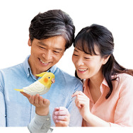伝説の“天才インコちゃん”が、もっと賢くなって帰ってきた！2,300通り以上の日常会話や脳トレをひっさげ、6月15日（インコの日）に発売