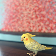 伝説の“天才インコちゃん”が、もっと賢くなって帰ってきた！2,300通り以上の日常会話や脳トレをひっさげ、6月15日（インコの日）に発売