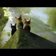 Steamで圧倒的に好評のSF猫アドベンチャー『Stray』スイッチ版が2024年冬発売予定【Nintendo Direct 2024.6.18】