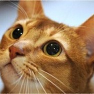 『どこでもいっしょ』『サルゲッチュ』グッズがかわいい！トロたちのクッションや、再現度が凄いゲームパッケージ風ポーチも