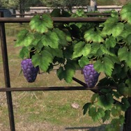 『FF14』で人気の“ローポリぶどう”、『黄金のレガシー』グラフィックスアップデートで少しだけ美味しそうになる