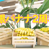 これまでに消費したバナナの数は約73,000本！？コロプラ独自の福利厚生制度「無限バナナ」が2周年を迎える