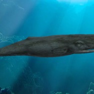 ブルーオアシス～未知なる深海～