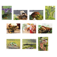 めっちゃリアルな「一番くじ 爬虫類＆両生類～Tiny Friends～」再販！アメフクラガエルの“お尻”がプリティ