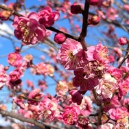 ナゾトキクエスト in ぐんま三大梅林2025    ～インサイド編集部が巡る群馬の魅力満載ルート～