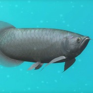 ブルーオアシス~魚の癒し空間~